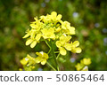 Yellow leafy leaf flower that starts to sprout in spring 50865464