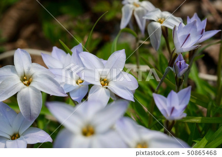 Hananira blooms a pretty flower of light purple in spring Hananira blooms a pretty flower of light purple in spring 50865468