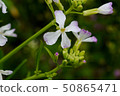 Arugula flower. Leaves are used for cooking. 50865471
