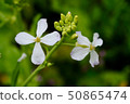 Arugula flower. Leaves are used for cooking. 50865474