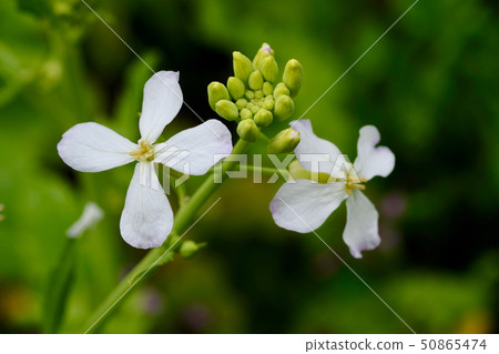 Arugula flower. Leaves are used for cooking. Arugula flower. Leaves are used for cooking. 50865474