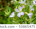Arugula flower. Leaves are used for cooking. 50865475