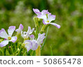 Arugula flower. Leaves are used for cooking. 50865478