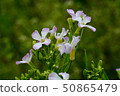 Arugula flower. Leaves are used for cooking. 50865479