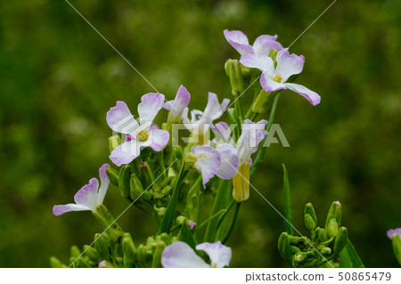 芝麻菜花。葉子用於烹飪。 50865479