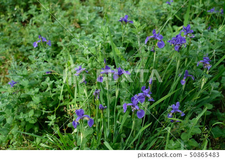 In spring, it blooms purple pretty flowers. There is little white, though. In spring, it blooms purple pretty flowers. There is little white, though. 50865483