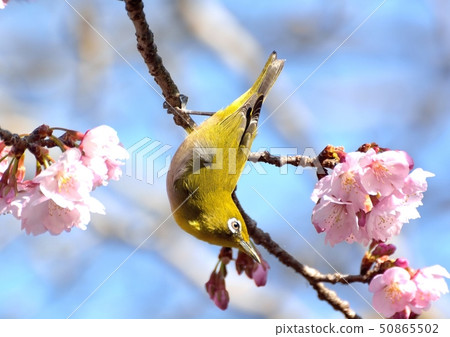 在櫻花花 在櫻花花 50865502