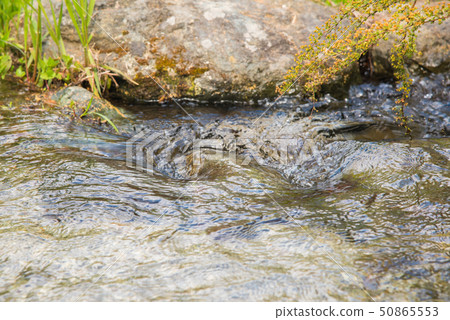 Beautiful stream flowing 50865553