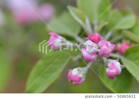 Apple flowers 50865631