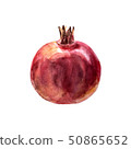 Realistic watercolor illustration pomegranate  50865652