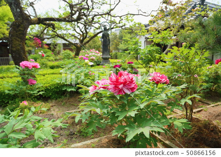 牡丹花 牡丹花 50866156