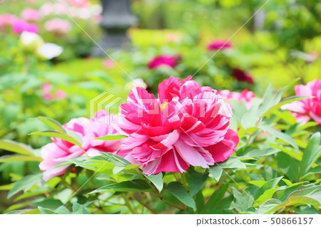 牡丹花 牡丹花 50866157