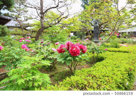 牡丹花 牡丹花 50866159