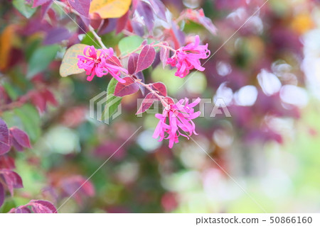 紅花Tokiwamansaku花 50866160