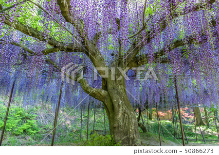 兵庫縣白金寺Kujuji富士 兵庫縣白金寺Kujuji富士 50866273