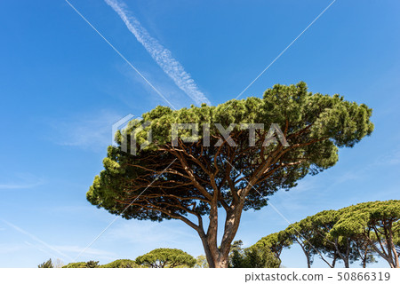 Maritime pine trees in Mediterranean region - Rome Maritime pine trees in Mediterranean region - Rome 50866319