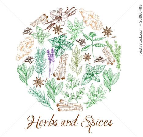 Herbs and natural spices sketch seasonings 50866499
