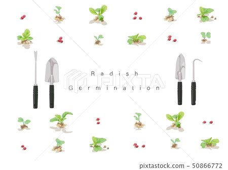 蘿蔔05的萌芽例證 50866772