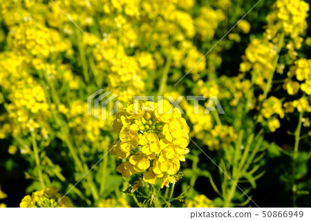 強姦開花 50866949