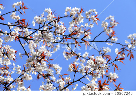Branch of the blossoming sakura with white flowers 50867243