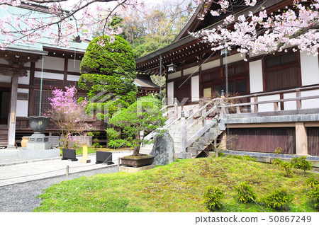 Ancient pavilions and flowering sakura, Hokokuji 50867249