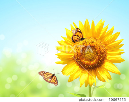 Sunflowers and two butterflies on blurred sunny 50867253