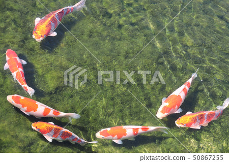Seven fancy carps in pond, Koishikawa Korakuen Seven fancy carps in pond, Koishikawa Korakuen 50867255