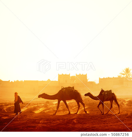 Caravan of camels in Sahara desert, Morocco 50867256