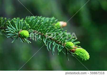 Beautiful coniferous twig tree. Nature background. Beautiful coniferous twig tree. Nature background. 50867318
