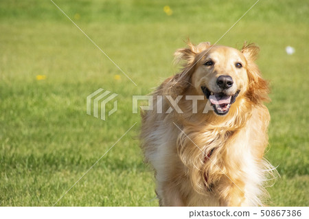 狗狗 狗狗 50867386