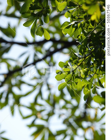 green leaves of Ivory Coast almond, idigbo tree 50867546