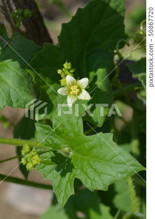 English mandrake 50867720