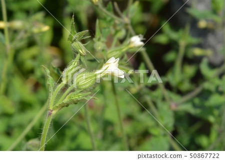 Unusual campion 50867722