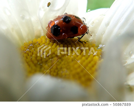 In the beauty and beauty wow light and the wind 2 50867889