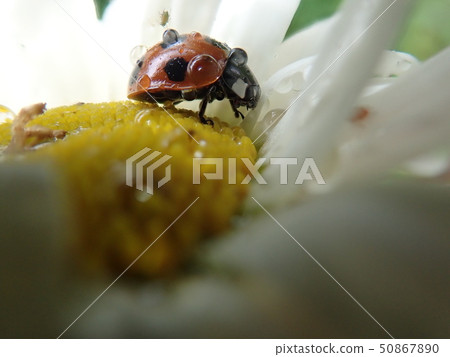 3 in the beautiful light and wind and light 50867890