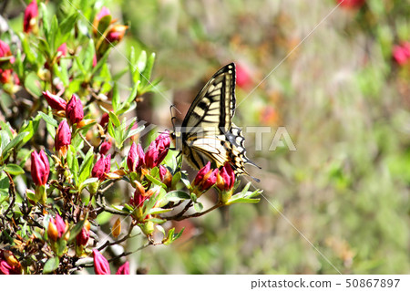 In the beauty and beauty and light and the wind 9 In the beauty and beauty and light and the wind 9 50867897