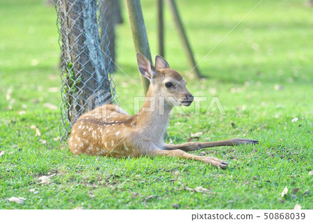 奈良公園的小鹿 奈良公園的小鹿 50868039