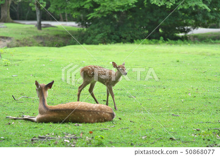A fawn in Nara Park 50868077