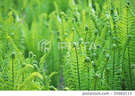 Kogomi在村里 50868113