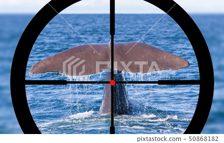 Hunting a Sperm Whale 50868182