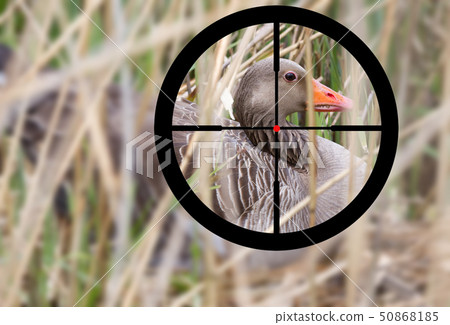 Hunting a greylag goose Hunting a greylag goose 50868185