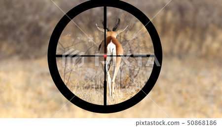 Hunting a Common Impala (Aepyceros melampus) Hunting a Common Impala (Aepyceros melampus) 50868186