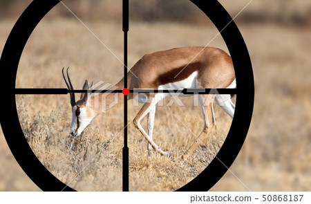 Hunting a Common Impala (Aepyceros melampus) Hunting a Common Impala (Aepyceros melampus) 50868187