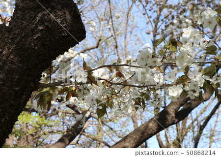 White cherry tree White cherry tree 50868214