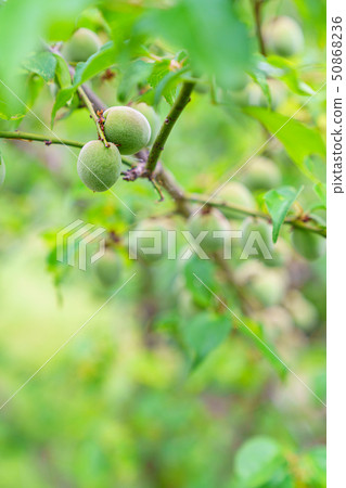 Plum fruit 50868236