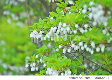 White flowered flower flower White flowered flower flower 50868327