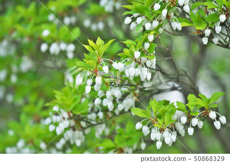 White flowered flower flower White flowered flower flower 50868329