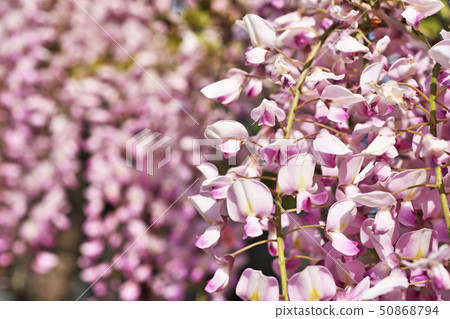 Pink Fuji flowers 50868794