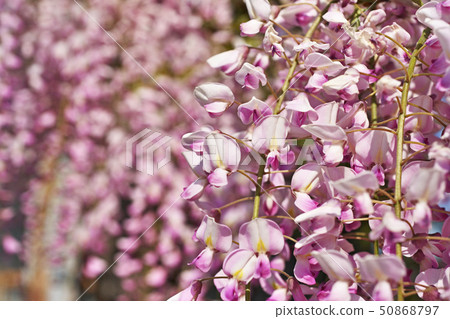 Pink Fuji flowers 50868797