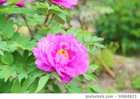 Peony flower Peony flower 50868823